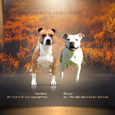 Oceane Rutkowski - American Staffordshire Terrier - Portée née le 09/08/2022